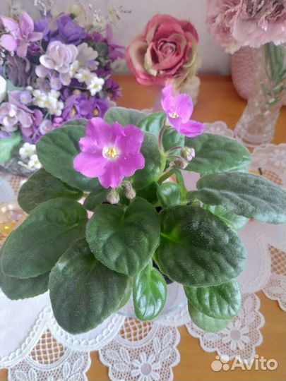 Фиалка сенполия