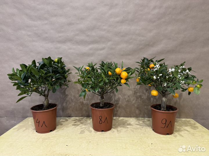 Мандариновое дерево с плодами