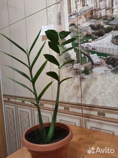 Цветок замиокулькас