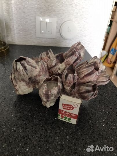 Ракушка-каралы