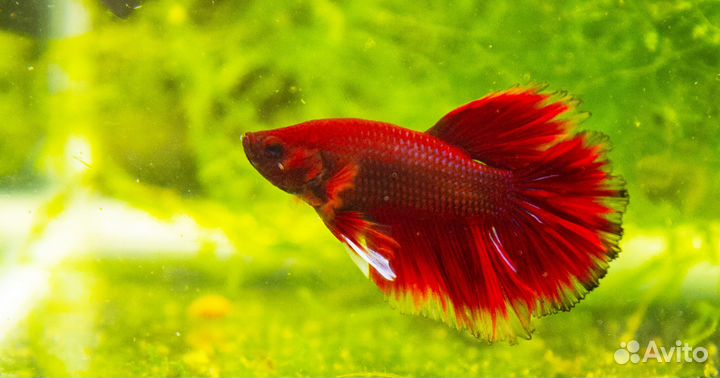 Петушок рыбка