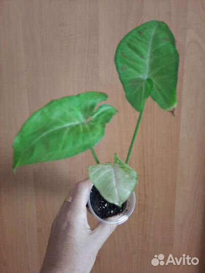 Сингониумы