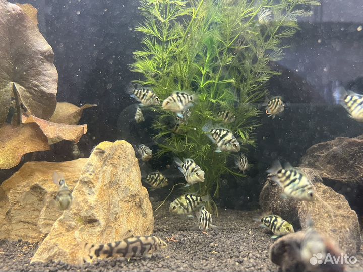 Рыбка сапфировый попугай