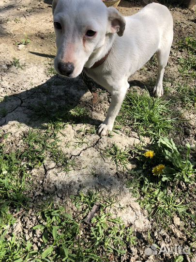 Джек рассел терьер девочка