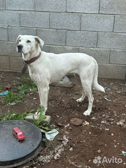 Собака девочка