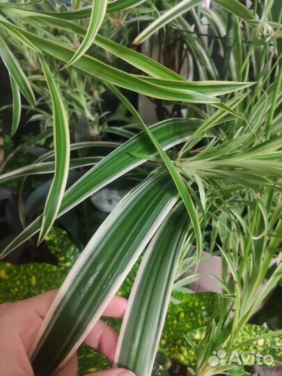 Хлорофитум оушен