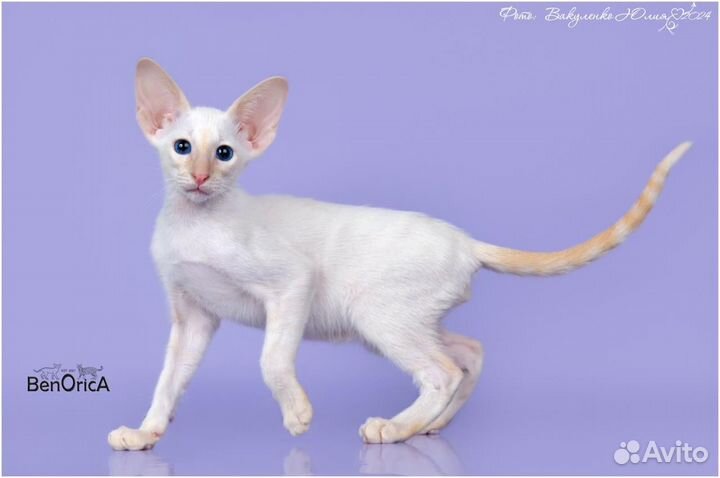 Ориентальные котята