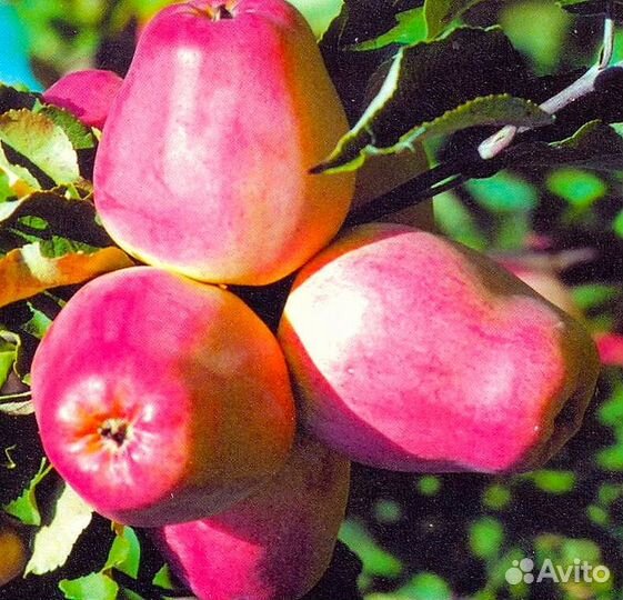 Садовые растения