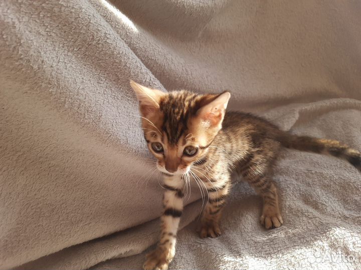 Бенгальские котята (без документов)