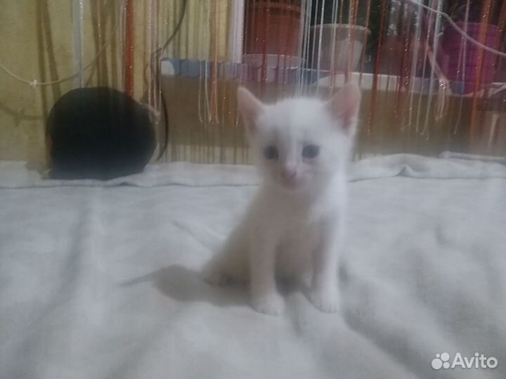 Кошка в дар бесплатно