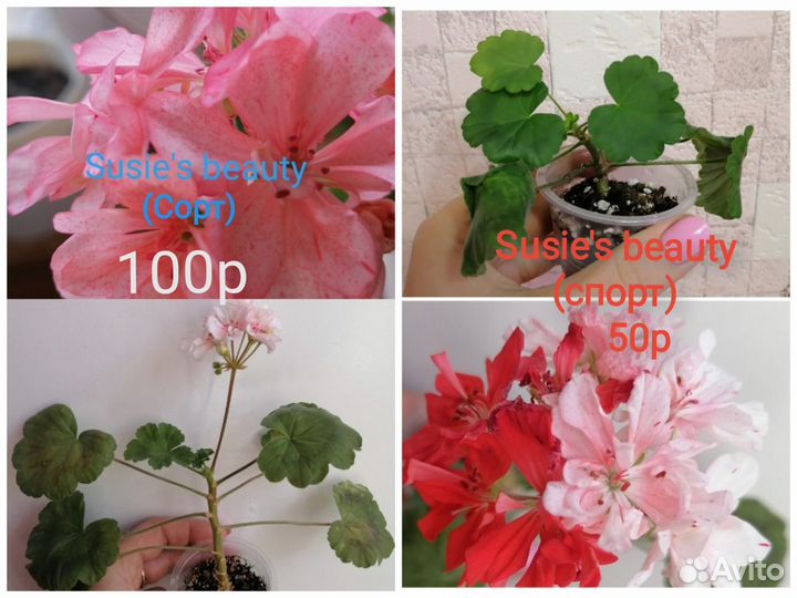 Пеларгонии