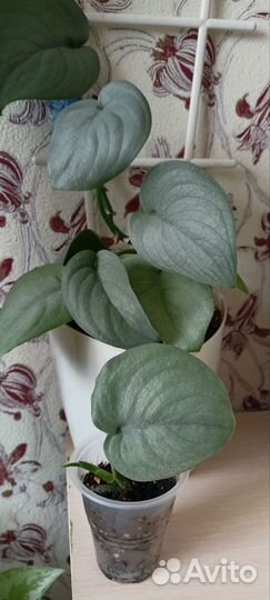 Сциндапсус Сильвер Хиро