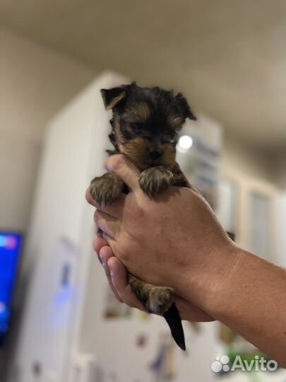 Малыши йорка