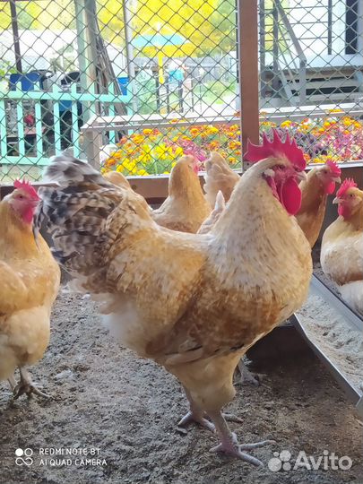 Инкуб. яйцо породных кур