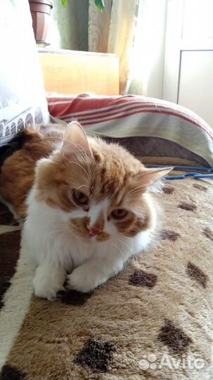 Кошки в добрые руки бесплатно