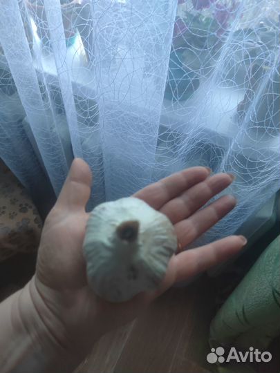 Продам чеснок