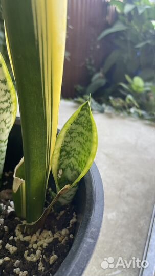 Сансевиерия