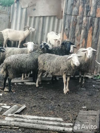 Овцы бараны козы