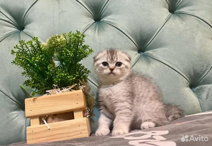 Шотландские котята