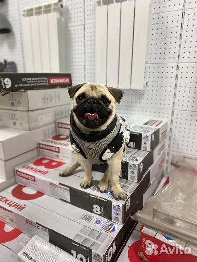 Мопс вязка мальчик