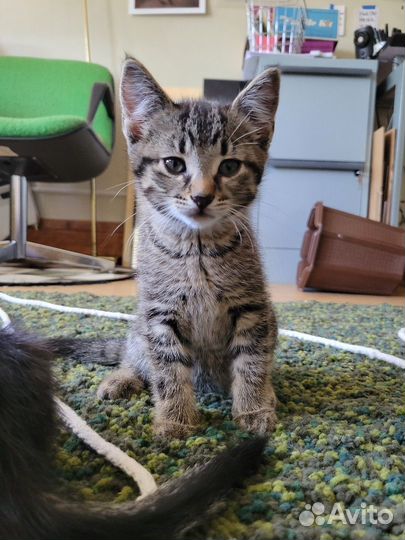 Крошечки в полосочку ищут семьи