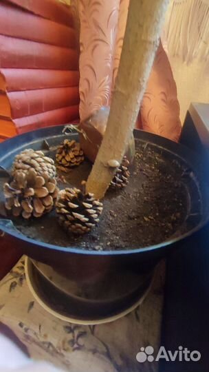 Гибискус китайская роза