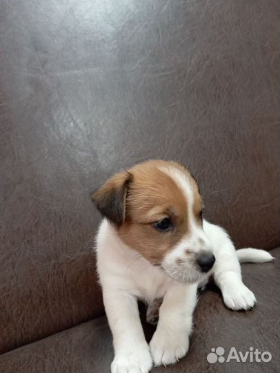 Щенки джек Рассел терьер