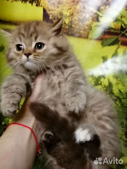 Циннамоновый пушистик