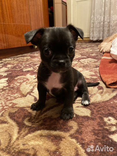 Вязка кобель чихуахуа