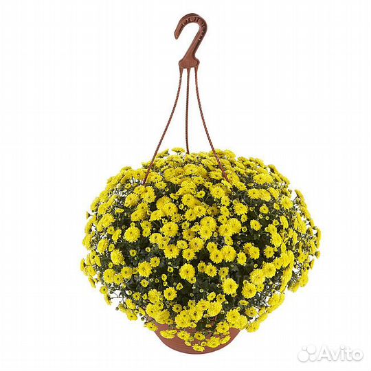 Хризантема мультифлора