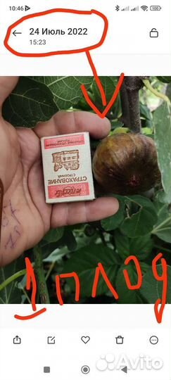 Саженцы инжира уже почки появляются