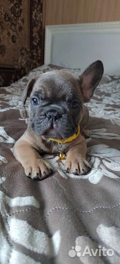 Изабелло генные девочки