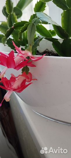 Декабрист шлюмбергера(укоренённые)