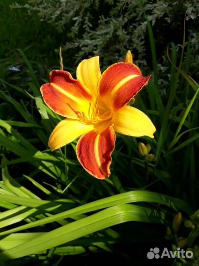 Лилейники разных расцветок