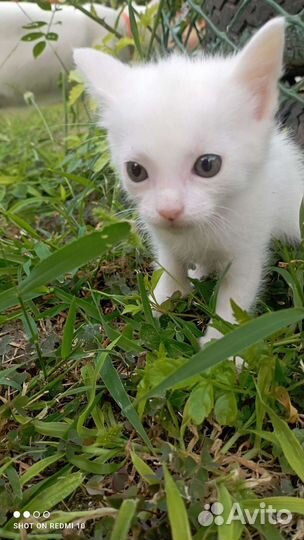 Котята као мани