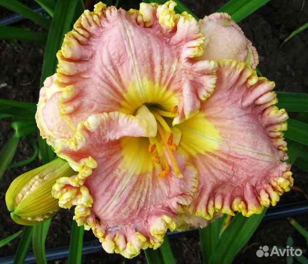 Чудо лилейники