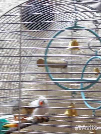 Зебровые амадины