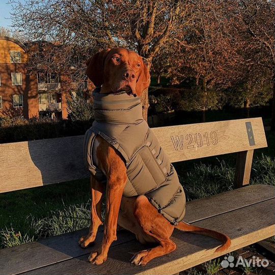Комбинезон для собаки