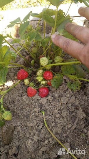 Рассада, Саженцы клубники