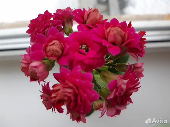 Каланхоэ(цвет ярко- розовый,махровый)