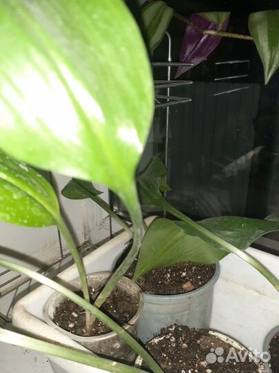 Эухарис или амазонская лилия