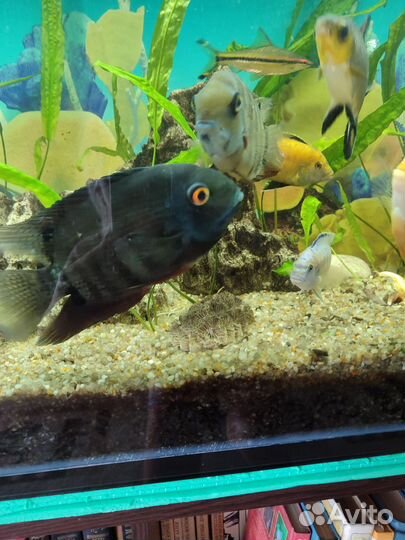 Северум красноплечий