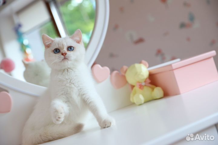 Британский мальчик лиловая шиншилла поинт -Гарфилд