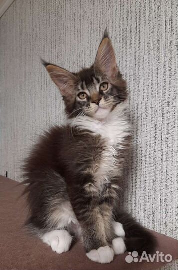 Девочка мейн-кун