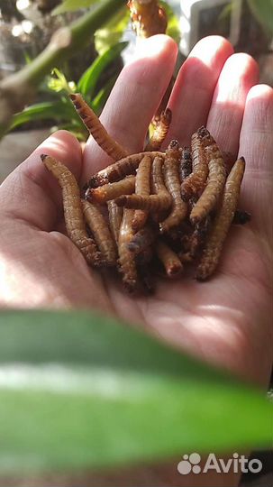 Зофобас, замороженный корм, личинки