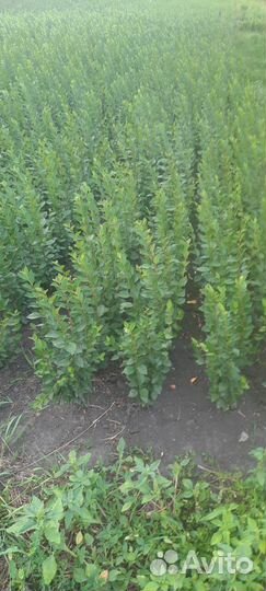 Продам кизильник