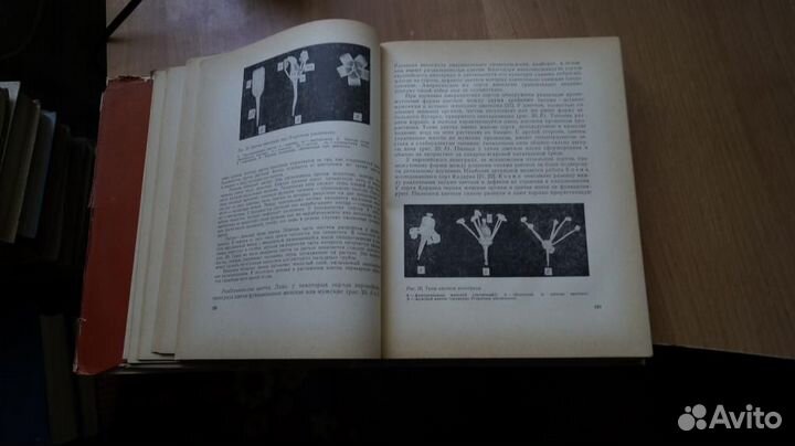 Уинклер А.Д. Виноградарство США. Перевод с англ