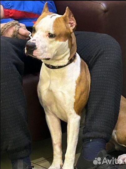 Американский Стаффордширский терьер вязка
