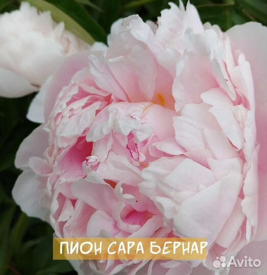 Пионы саженцы корни