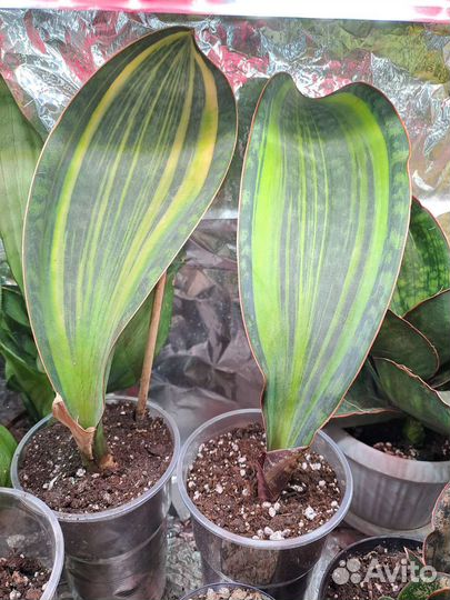 Сансевиерия масониана вариегатная